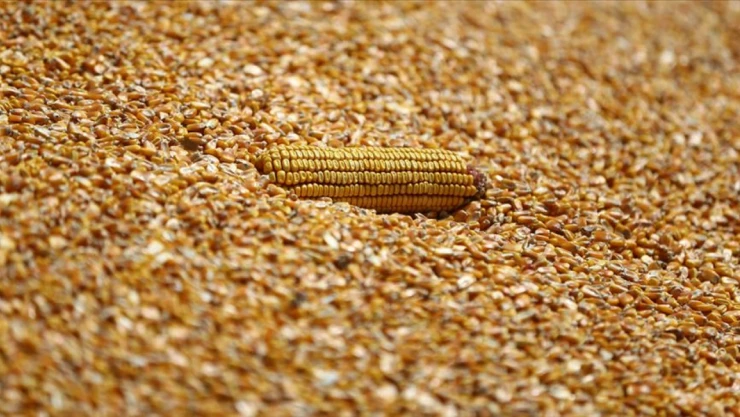 TMO 2025 Yılı Mısır Alım Fiyatını Açıkladı