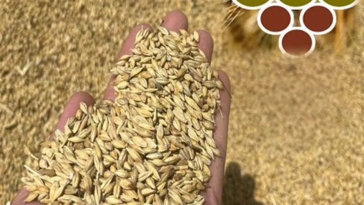 TMO'dan Arpa Satışı Duyurusu