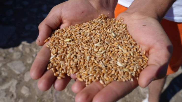 Tohum Destek Başvurularının Bitmesine Sayılı Günler Kaldı