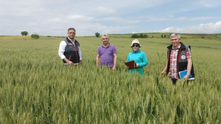 Tohumluk hububat alanlarını incelediler
