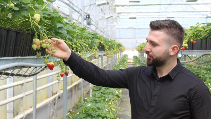 Topraksız çilek Sinop'ta Avrupa'ya ihraç ediliyor