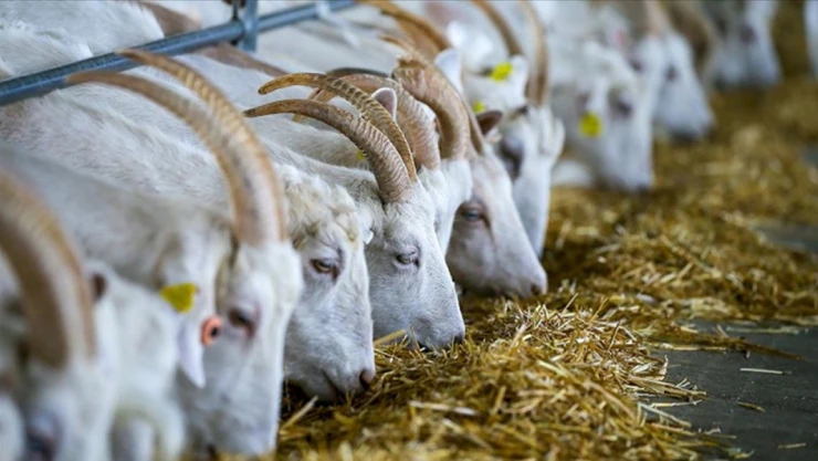 TÜDKİYEB Genel Başkanı Çelik: 'Süt Tüketiminin Artırılması Gerekiyor'