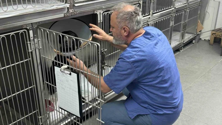 Tümör Nedeniyle Köpeğin Kulağı Ampute Edildi
