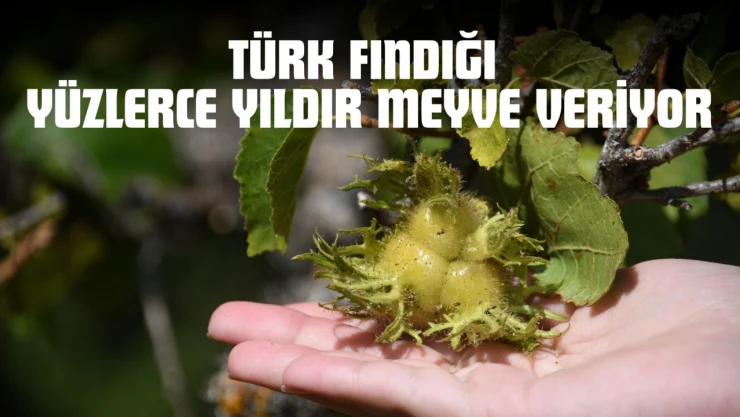 Türk Fındığı Yüzlerce Yıldır Meyve Veriyor