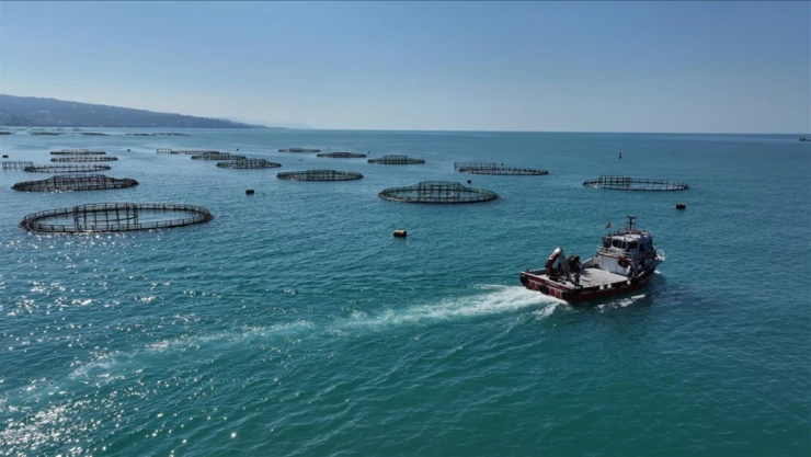 Türk Somonu Hasadı Bereketli Geçiyor