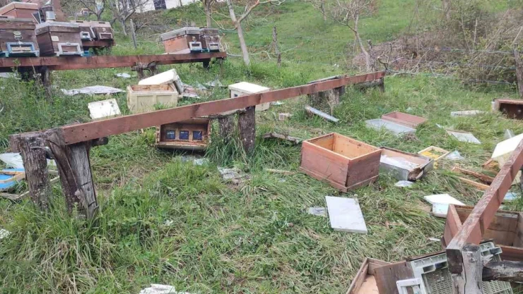 Türkeli'de Ayı Saldırısı: 23 Arı Kovanı Parçalandı