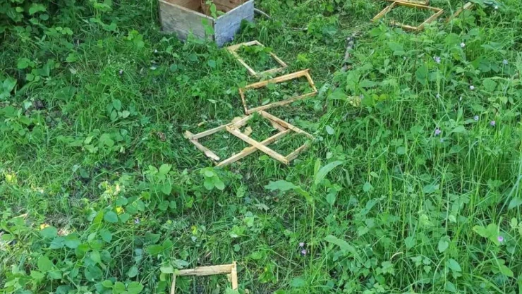 Türkeli'de Ayılar Kovanlara Zarar Verdi