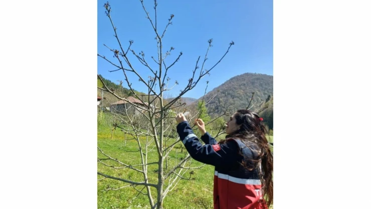 Türkeli'de Hasar Tespit Çalışmaları Başladı