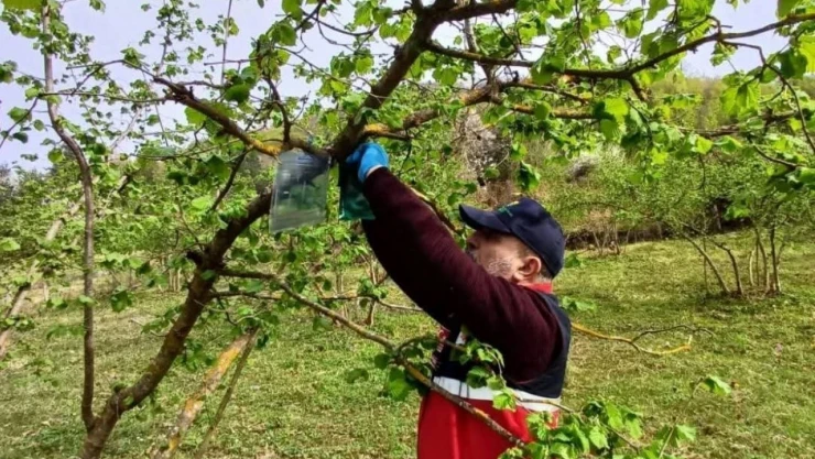 Türkeli'de Kahverengi Kokarca İle Mücadele Çalışmaları