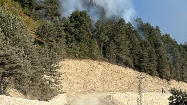 Türkeli'de Ormanlık Alanda Örtü Yangını