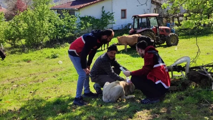 Sahipli Köpeklere Mikroçip Uygulaması
