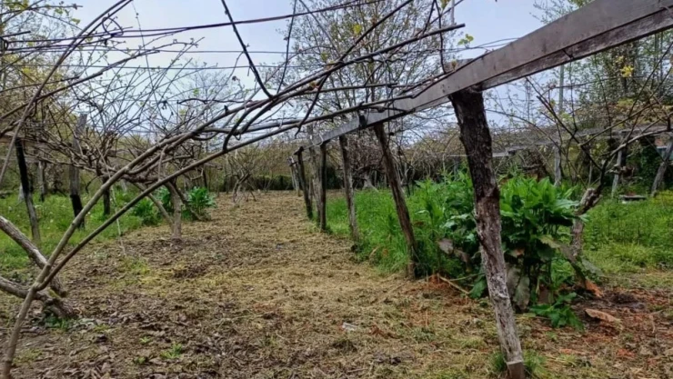 Türkeli'de Zirai Don Hasar Tespit Çalışmaları