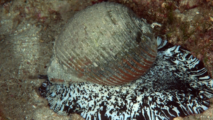 Türkiye, 10 Milyon Gelir Elde Etti