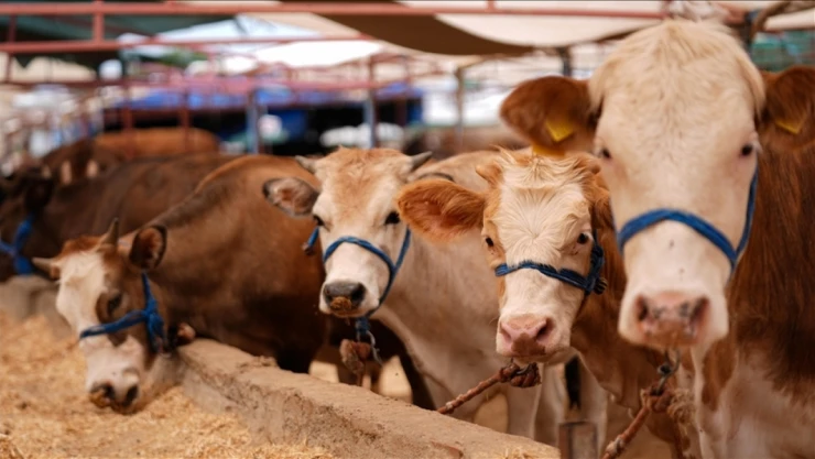 Türkiye'de Hastalıkla Mücadelede Seferberlik Başlatıldı