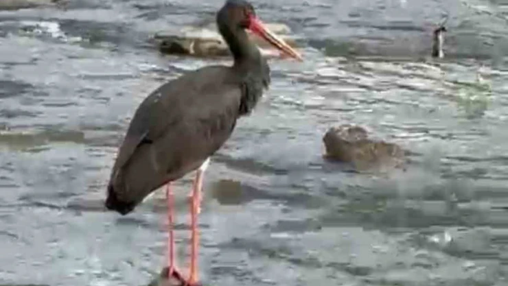 Kara Leylek Karabük'te Görüldü