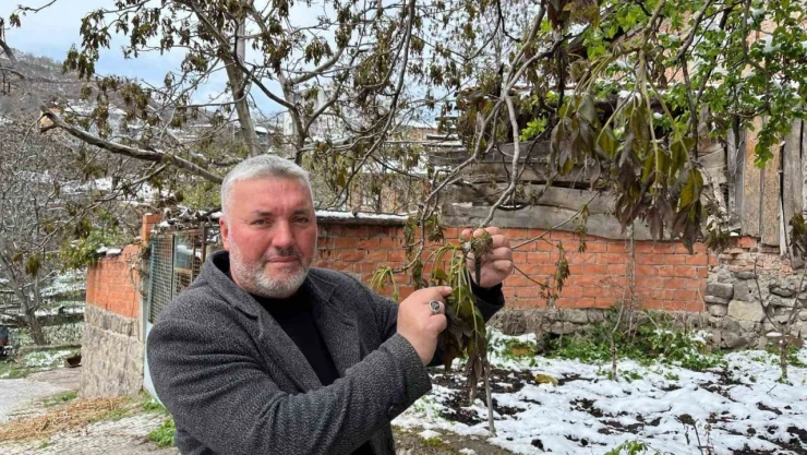 Önemli Ceviz Üretim Merkezini Zirai Don Vurdu