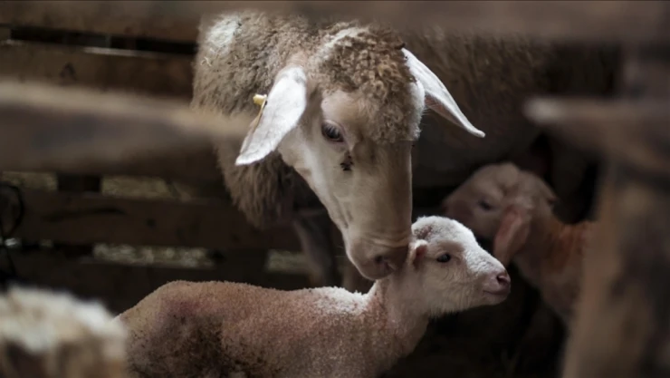 Türkiye Yeniden İlk Sıraya Yükseldi