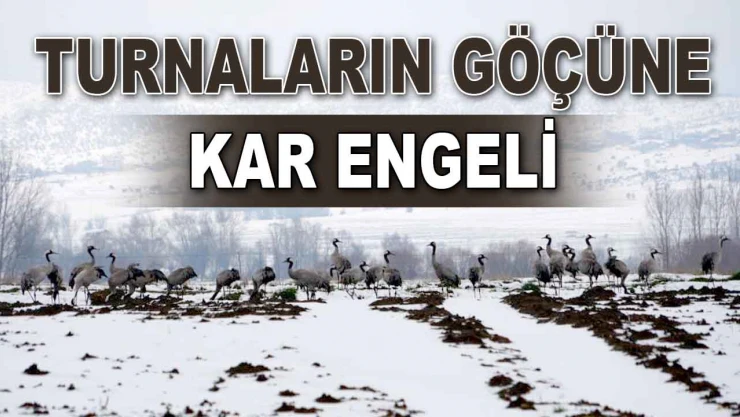 Turnaların Göçüne Kar Engeli