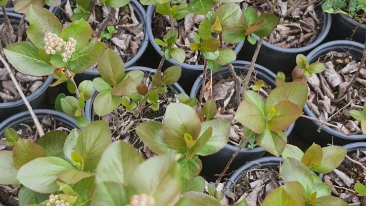 Ücretsiz Destek Sağlanacak