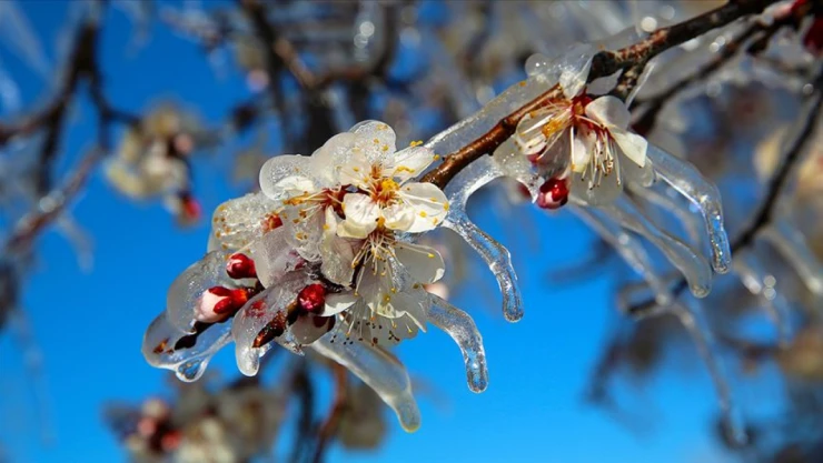Üreticiler Dikkat! Zirai Don Bekleniyor