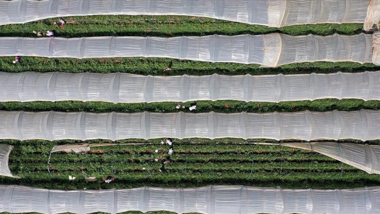 Üretimde Desteklemelerin Detayları Belli Oldu