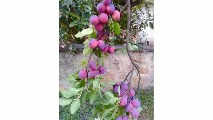 Üryani eriği uluslararası tescil aldı