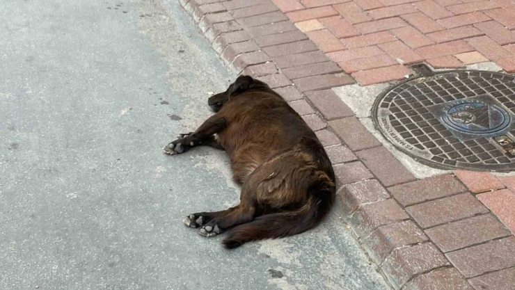 Uzmanı Uyardı: 'Keneler Yeni Konakçı Arayabilir'