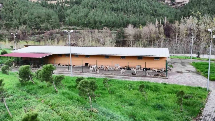 Vali Yavuz: 'Hedefimiz Haziran'a Kadar Sokaklarda Sahipsiz Hayvan Bırakmamak'