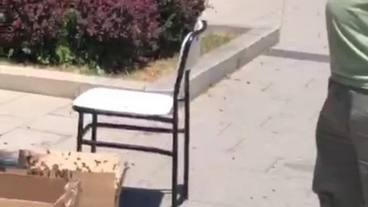 Süs Ağacına Kümelenen Arılar Tedirgin Etti