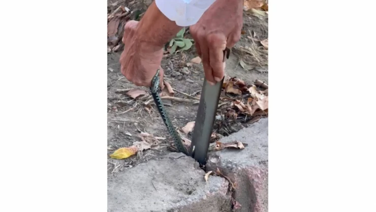 Vatandaştan Yılan Kurtarma Operasyonu
