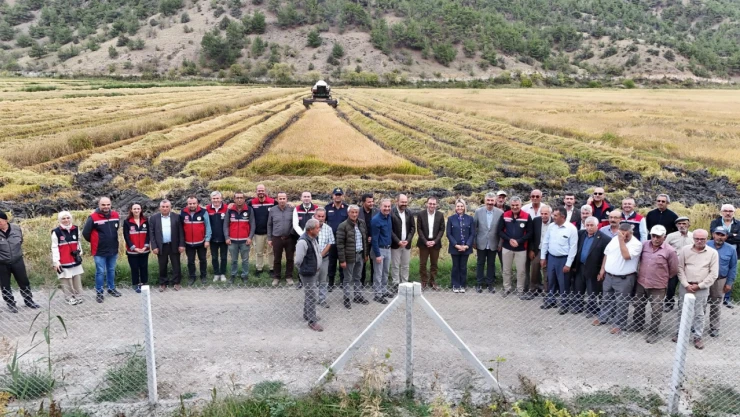 Verimli Topraklarda Çeltik Hasadı