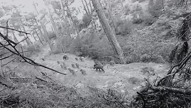 Yaban Hayvanları Fotokapana Takıldı