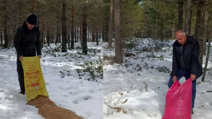 Yaban Hayvanlarına Yem Bırakıldı