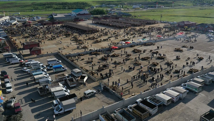 Yaklaşık 80 Bin Kurbanlık Sevk Edildi