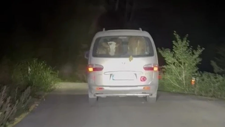 Yangında Mahsur Kalan Hayvanları Tahliye Ettiler