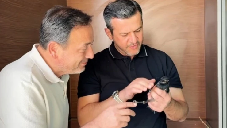 Yangından Yaralı Kurtarılan Saksağana Belediye Başkanı Makamında Bakıyor