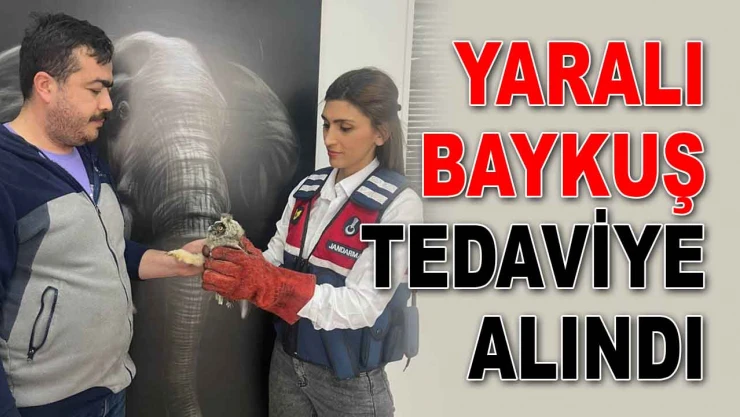 Yaralı Baykuş Tedaviye Alındı
