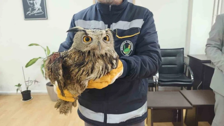 Yaralı Halde Bulundu, Tedavi Altına Alındı