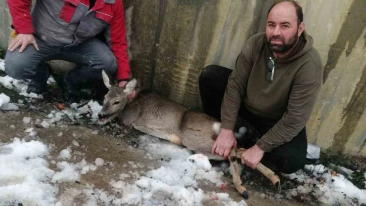 Yaralı Halde Bulunan Karaca Koruma Altına Alındı