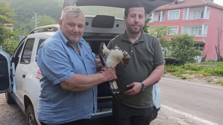 Yaralı Halde Bulunan Şahin, Tedavi Altına Alındı