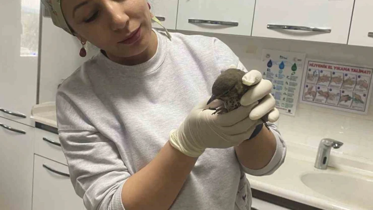 Yaralı Kuşun Tedavisi Hastanede Yapıldı