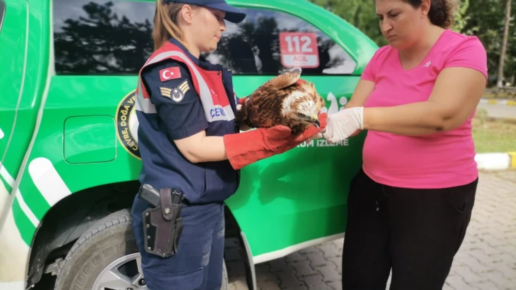 Yaralı şahin tedavi altına alındı