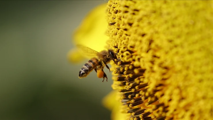 Yarım Kilogram Bal İçin 2 Milyon Çiçek Geziyorlar