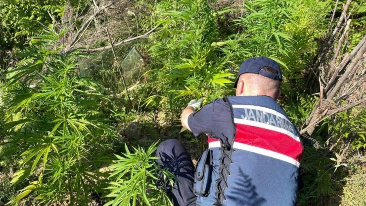 Yasa dışı kenevir ekimi: 1 gözaltı