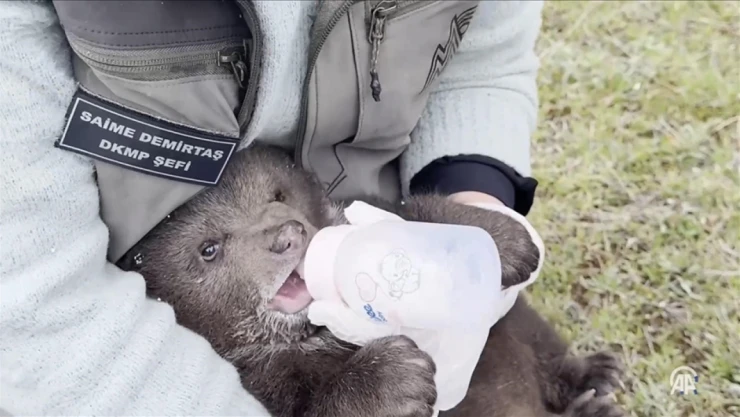 Yavru Ayı 'Bulut'a Özel Bakım