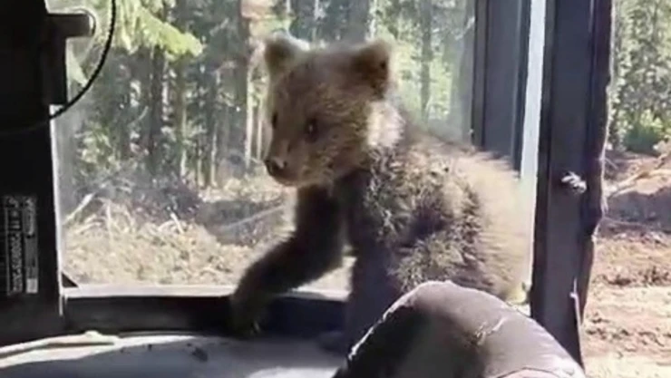 Yavru Ayı Koruma Altına Alındı