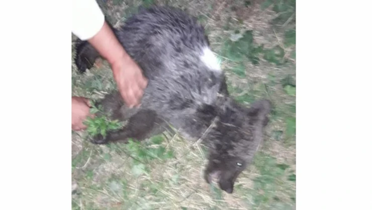 Yavru ayı tedavi altına alındı