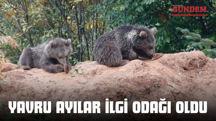 Yavru Ayılar İlgi Odağı Oldu
