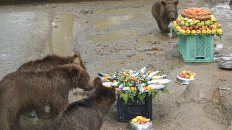 Yavru Ayılara Doğum Günü Sürprizi Yapıldı