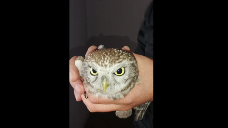 Yavru Baykuş DKMP'ye Teslim Edildi